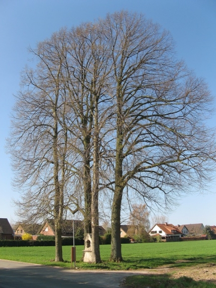 Bild 4 von 4 Linden am Friedhof